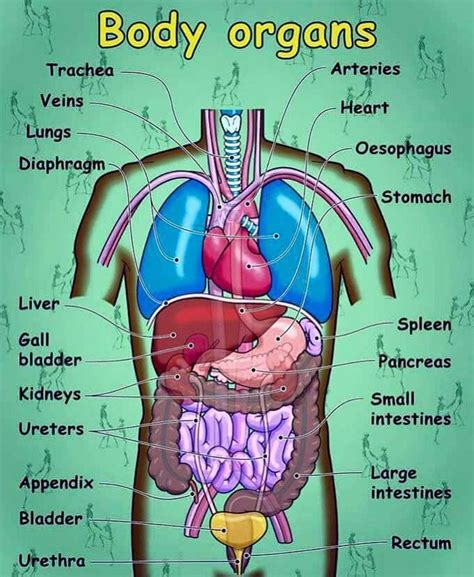 What Are the Organ Systems of the Human Body? ... The Human Body, Human Body Facts, Human Body ...