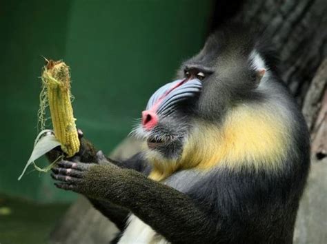 Mandrill Diet - What Does the Mandrill Eat? - Primates Park