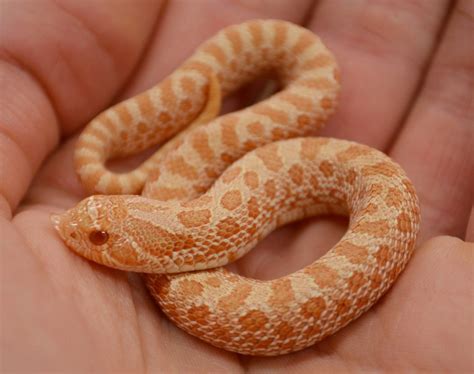 Western Hognose Care | Western hognose snake, Hognose snake, Pet snake