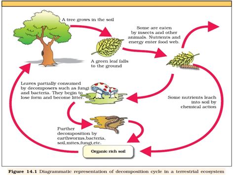 organic matter decomposition