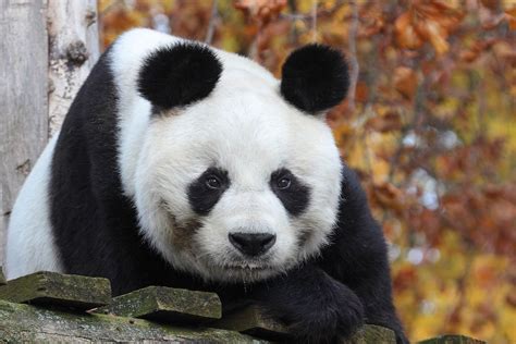 Giant Pandas Return to Berlin Zoo with Innovative New Habitat | blooloop