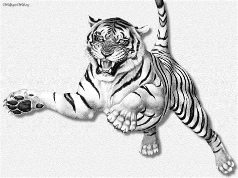 Tiger Face Drawing Pencil at GetDrawings | Free download