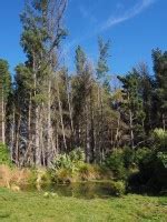 Christmas tree farm on Linwood Avenue | discoverywall.nz