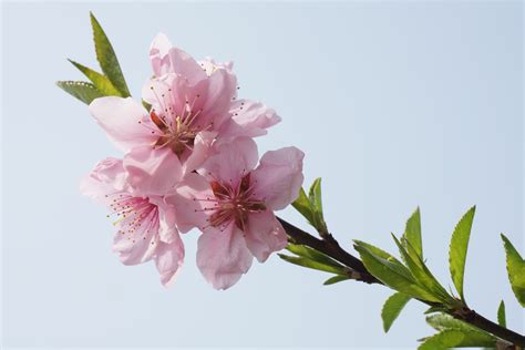 Free Images : tree, branch, flower, petal, spring, produce, botany, flora, cherry blossom, close ...