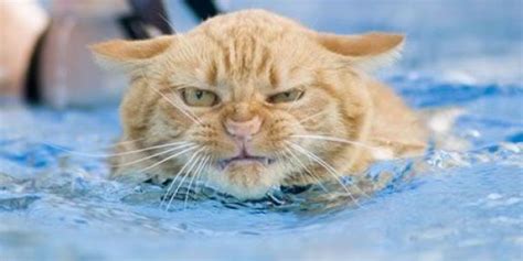 Swimming Cats Are So Funny (29 pics) - Izismile.com