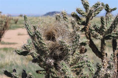 Cactus Wren nest in cholla | Sevilleta NWR, NM. 22 Aug 2008.… | Flickr - Photo Sharing!