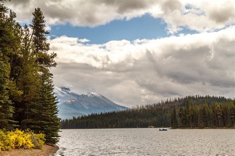 Wildlife um den Maligne Lake | nightside