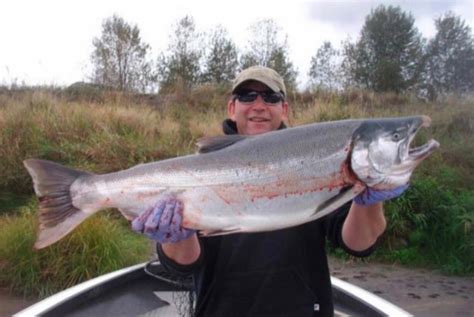 Late-run coho salmon a good catch in Columbia River tributaries - The Columbian