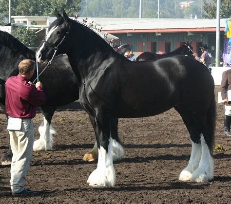 Shire Horse Breed Information, History, Videos, Pictures