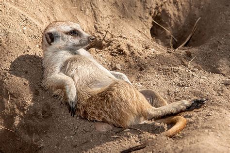 Meerkat | San Diego Zoo Animals & Plants