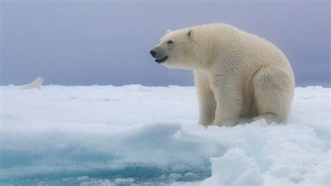 Polar Bear Is Standing On Frozen Snow In Blue Sky Background HD Bear ...