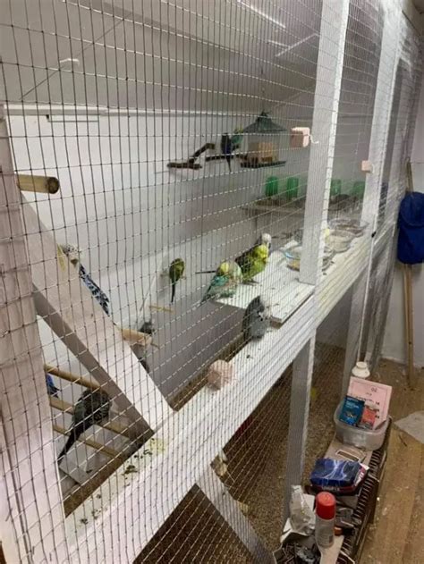 Home - Budgie Basics