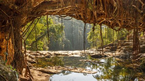 Living Root Bridges - History, Information, Built By, Architecture ...