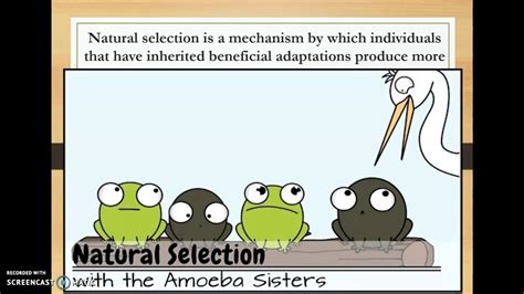 EVO Mechanisms - Natural Selection - YouTube