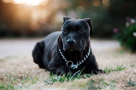 400 Pit Bull Names: From Strong To Sweet, We've Got Them All