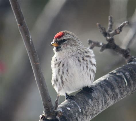 Red cap | Beautiful birds, Red cap, Birds