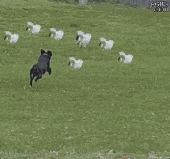 Dog-chases-cats-synchronized-escape | Funny animals, Funny dogs, Cute funny animals