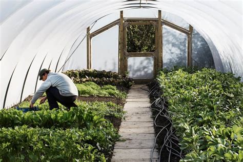 How to Start Polytunnel Farming: Step-By-Step Guide, Benefits, Types ...