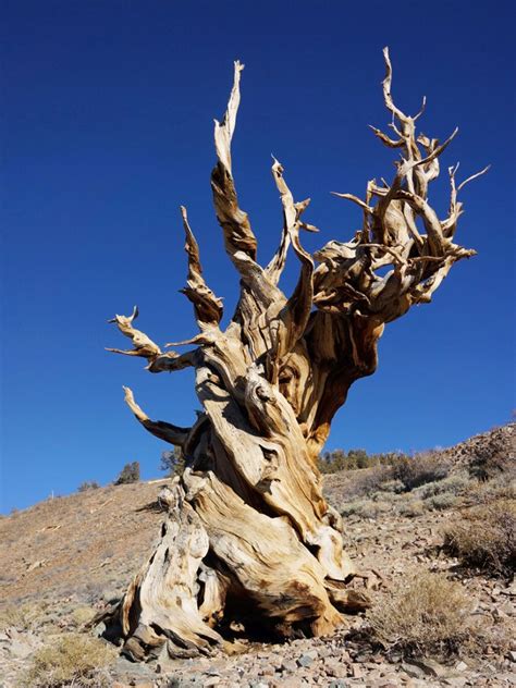 Oldest Living Trees: Some Of The Oldest Trees Around The World