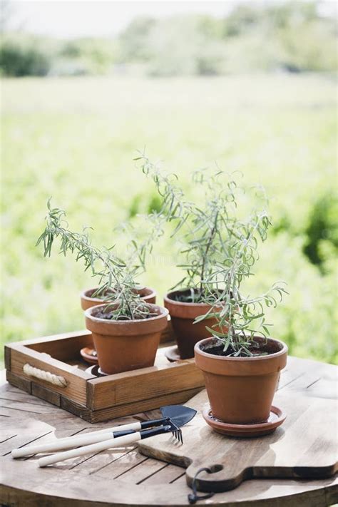 Rosemary in pots stock image. Image of french, food - 251284387