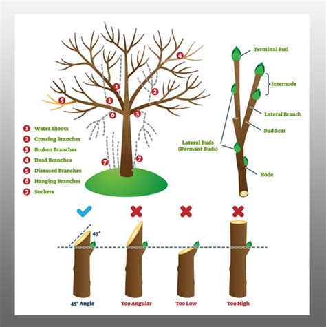 Pruning Tips and Techniques - Al Ardh Alkhadra