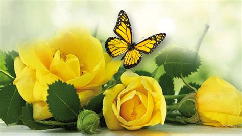 Yellow Roses Wallpapers - Wallpaper Cave