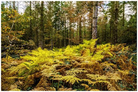 The Wyre Forest | nr Bewdley , Worcestershire. Lens Sigma 10… | Flickr