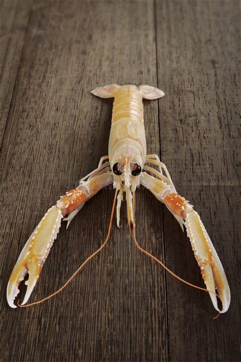 Norway Lobster stock photo. Image of wooden, prawn, board - 2888052