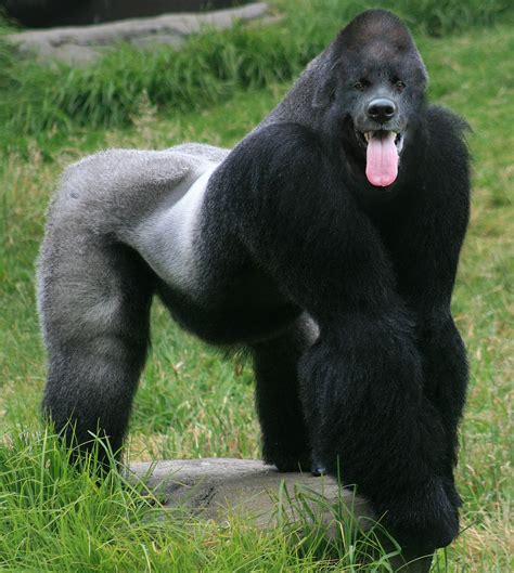 Dogorilla : r/HybridAnimals