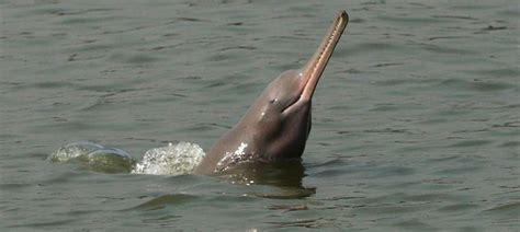 Gangetic dolphin's habitat lies in the path of a proposed waterway from Uttar Pradesh to West Bengal