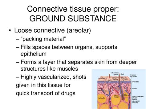 PPT - HISTOLOGY: Study of Tissues PowerPoint Presentation, free download - ID:5302036