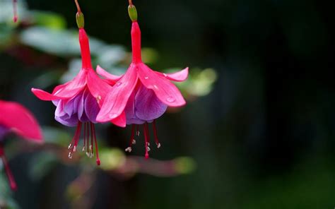 Fuschia Wallpapers (42+ pictures) - WallpaperSet