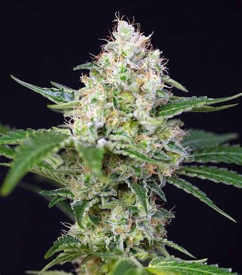 Crystal Candy by Sweet Seeds - BUY SEEDS ONLINE