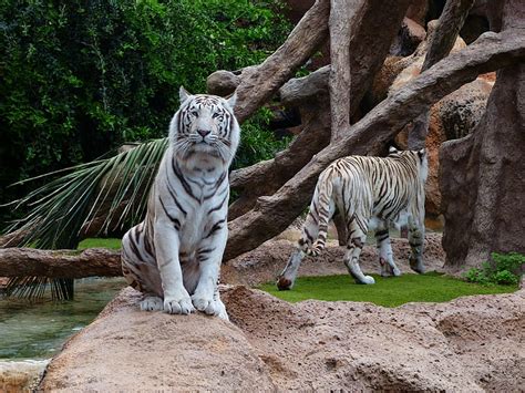 Royalty-Free photo: White tiger sitting on brown rock | PickPik