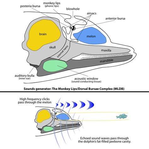 Ddolphin echolocation - dolphin brains are more complex than initially thought. Information ...