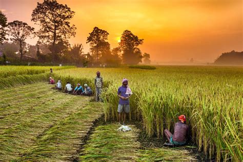 India's agriculture trade: Prospects of a post-COVID renaissance - India Business and Trade