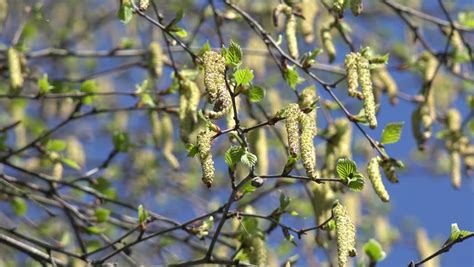 Stock video of pollen on birch tree | 9714272 | Shutterstock