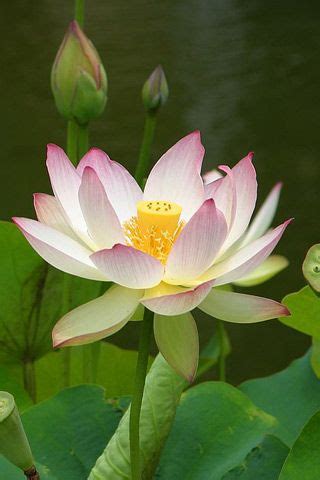 Download Free Lotus Iphone Wallpaper | ดอกบัว