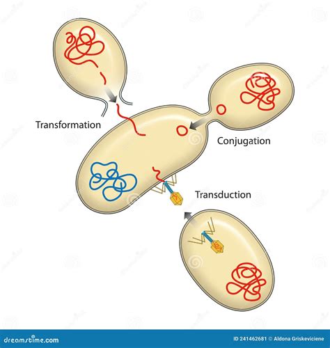 Bacteria Recombination. Bacterial Transformation, Conjugation ...