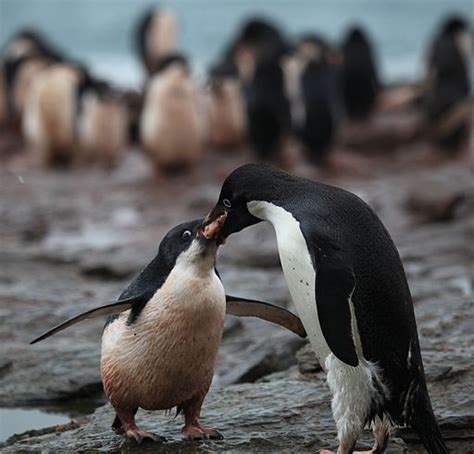 Krill Face Greater Risks in Warming Antarctic Waters | Climate Central