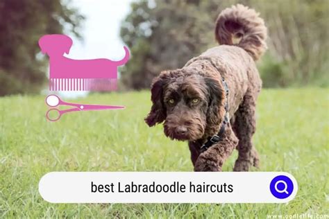 Best Labradoodle Haircuts (2024 Photos) - Oodle Life