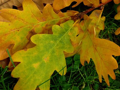 Oak Tree Fall Leaves