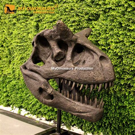 DS-186 Dinosaur Head Fossil Carnotaurus Skull | My Dinosaurs