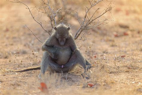 Funny baboon Photograph by Ozkan Ozmen - Fine Art America