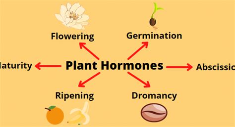 What are Plant Hormones - Class 10 - CBSE Class Notes Online - Classnotes123