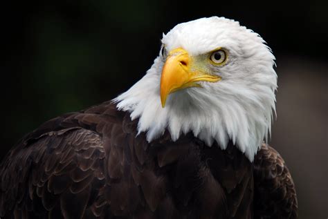 American Bald Eagle Wallpaper (58+ pictures) - WallpaperSet