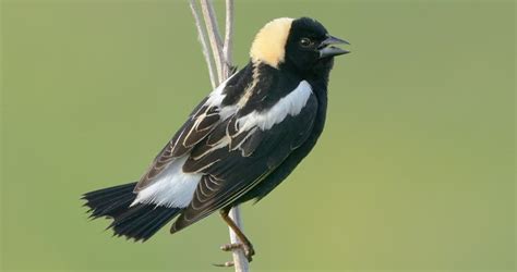 Bobolink Life History, All About Birds, Cornell Lab of Ornithology