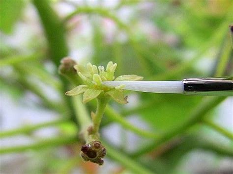 How To Pollinate An Avocado Tree - 101 Simple Recipe