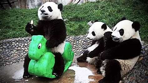 Playing Pandas 🐼 Baby Panda [Funny Pets] - YouTube