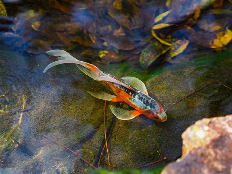 How to Keep Your Pond Water Clear - Urban Splatter